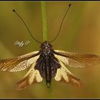 Owly sulphur 