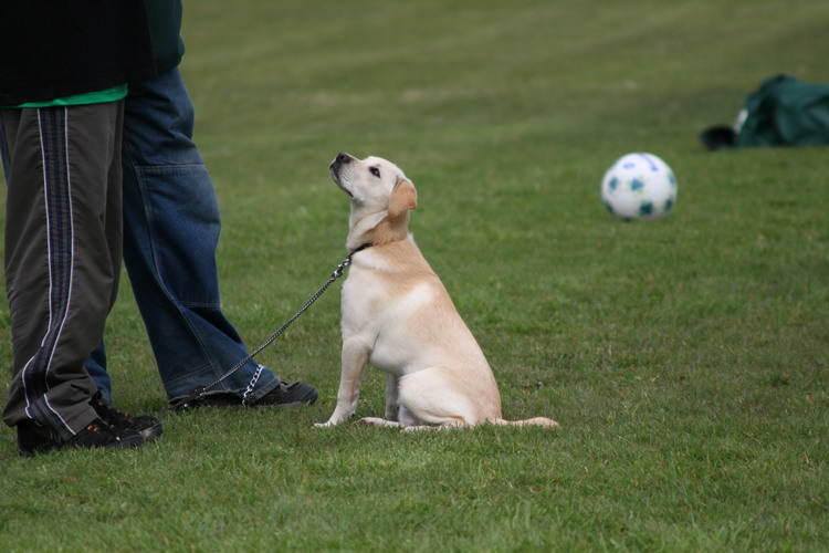 Owner watches football dog watches food