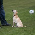 Owner watches football dog watches food