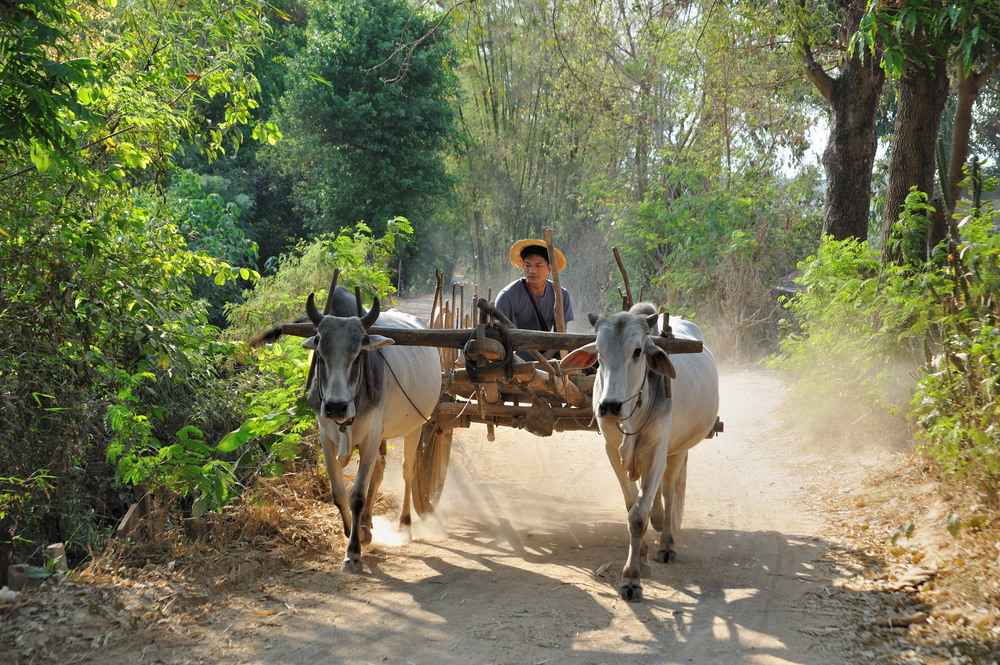 Ox Cart