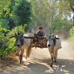 Ox Cart