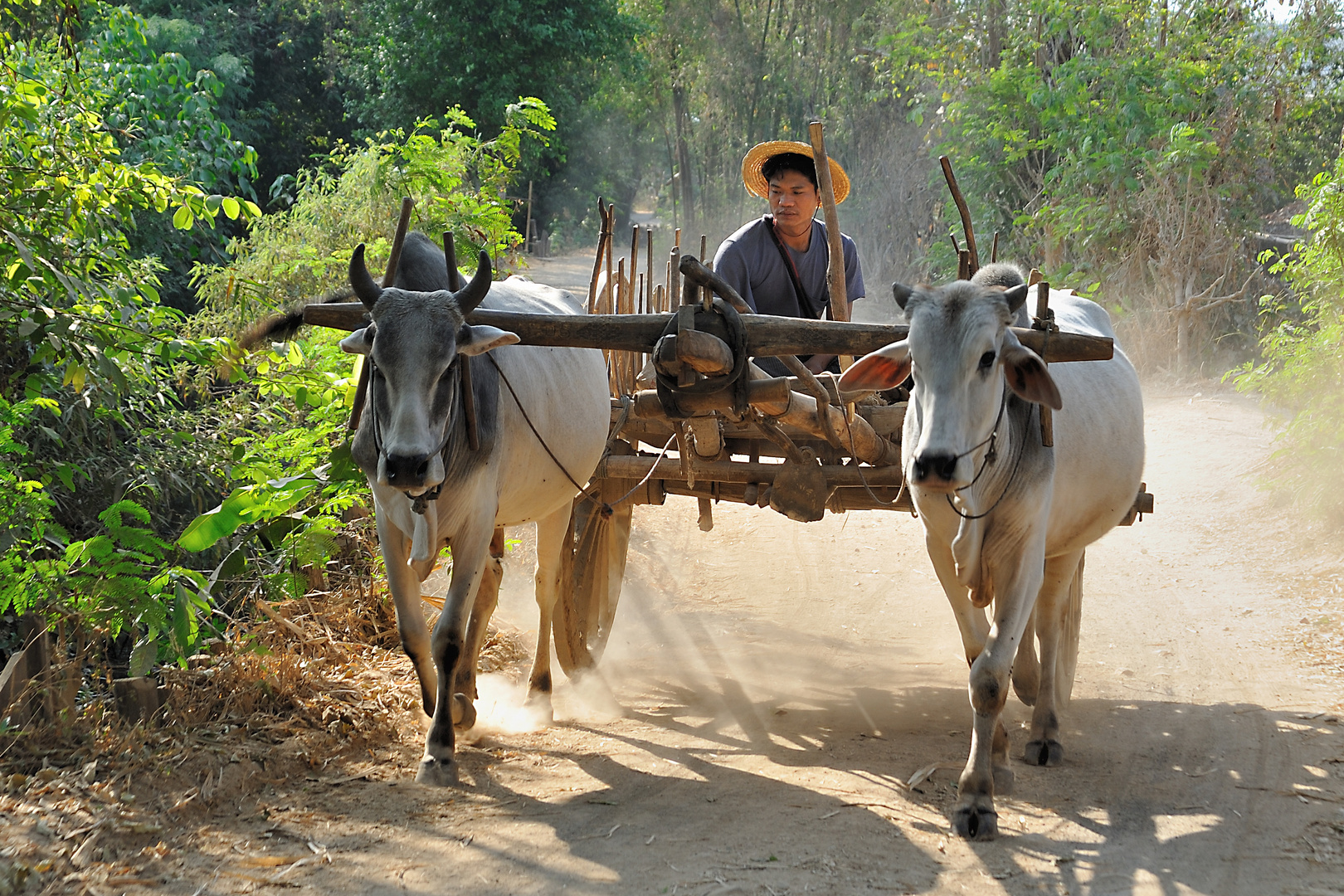 Ox Cart