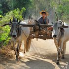 Ox Cart