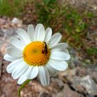 ox-eye daisy