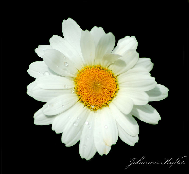 Ox-eye daisy