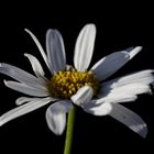 Ox-eye daisy (Leucanthemum)