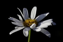 Ox-eye daisy (Leucanthemum)