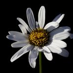 Ox-Eye Daisy (Leucanthemum)