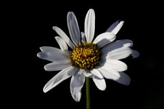 Ox-Eye Daisy (Leucanthemum)