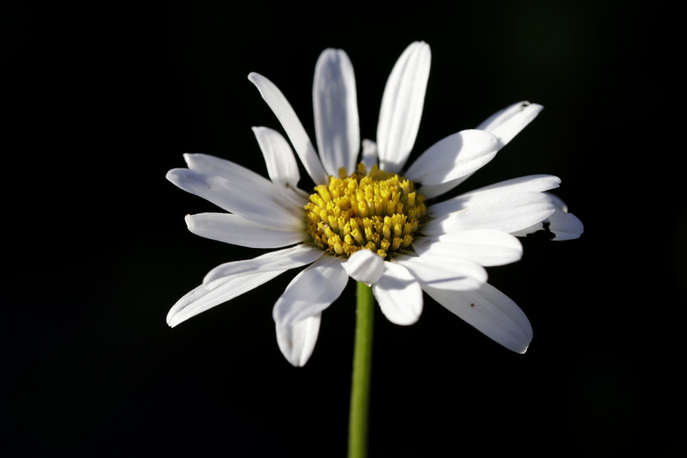 Ox-eye daisy (Leucanthemum)