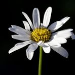 Ox-eye daisy (Leucanthemum)