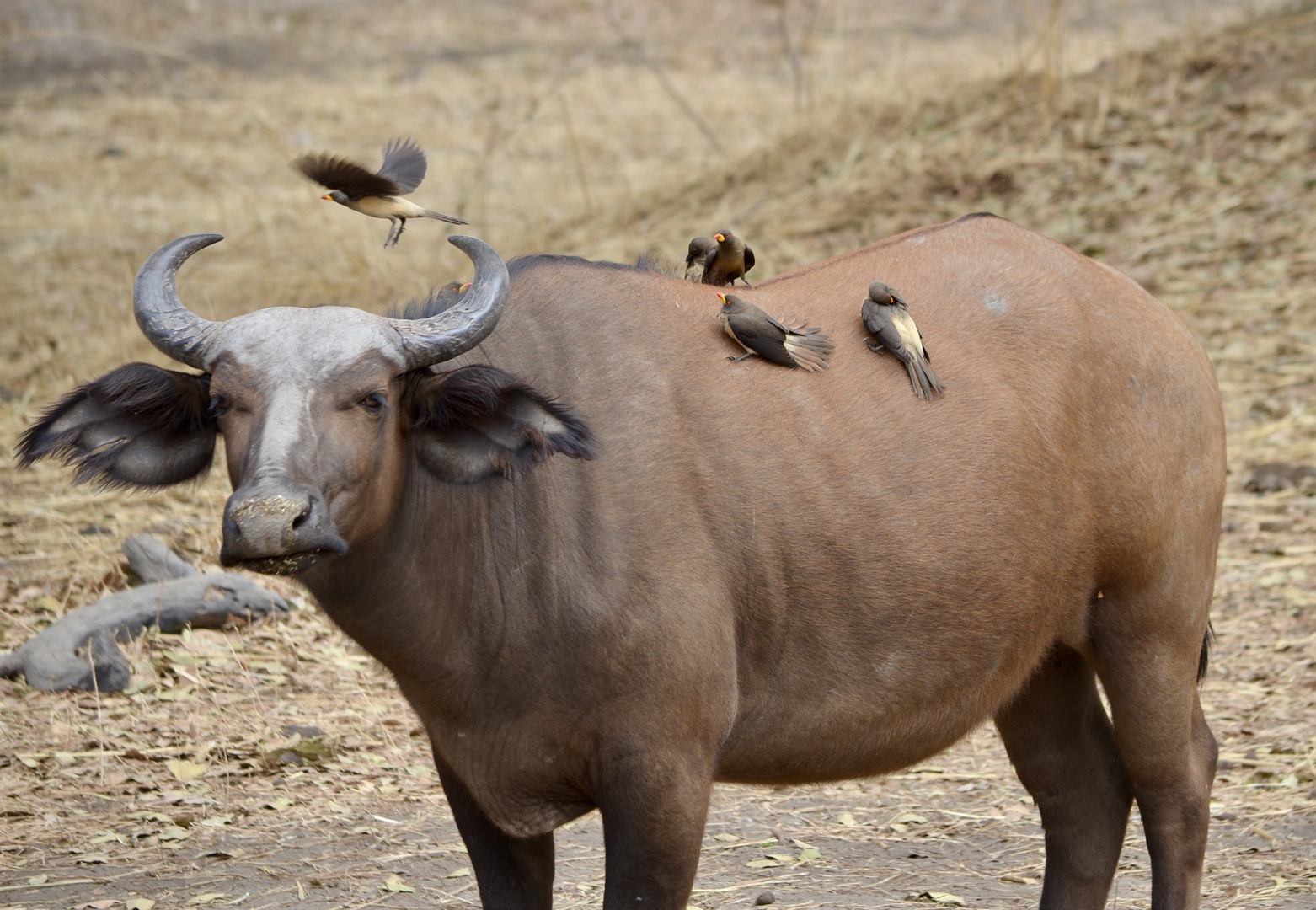 Ox Peckers on a Water Buffalo.