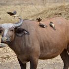 Ox Peckers on a Water Buffalo.