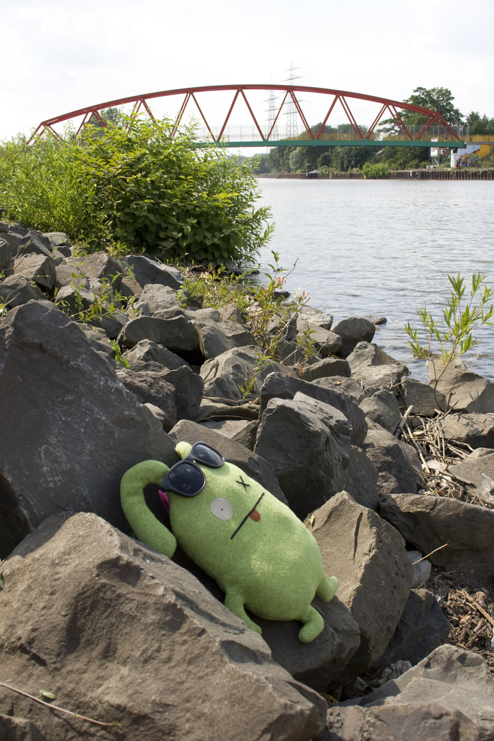 Ox sonnt sich am Rhein- Herne- Kanal