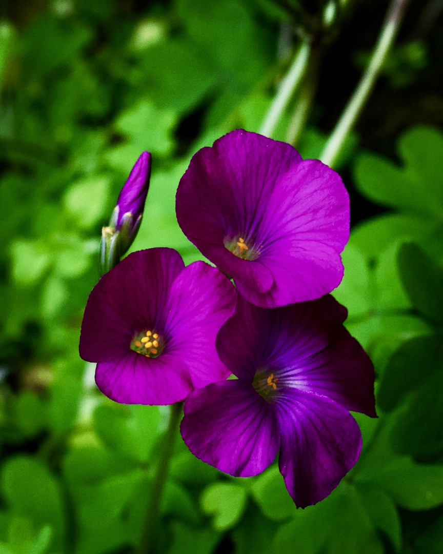 Oxalis 