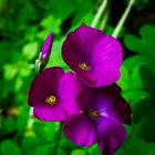 Oxalis 