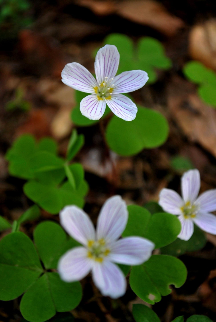 Oxalis acetosella