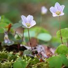 Oxalis acetosella