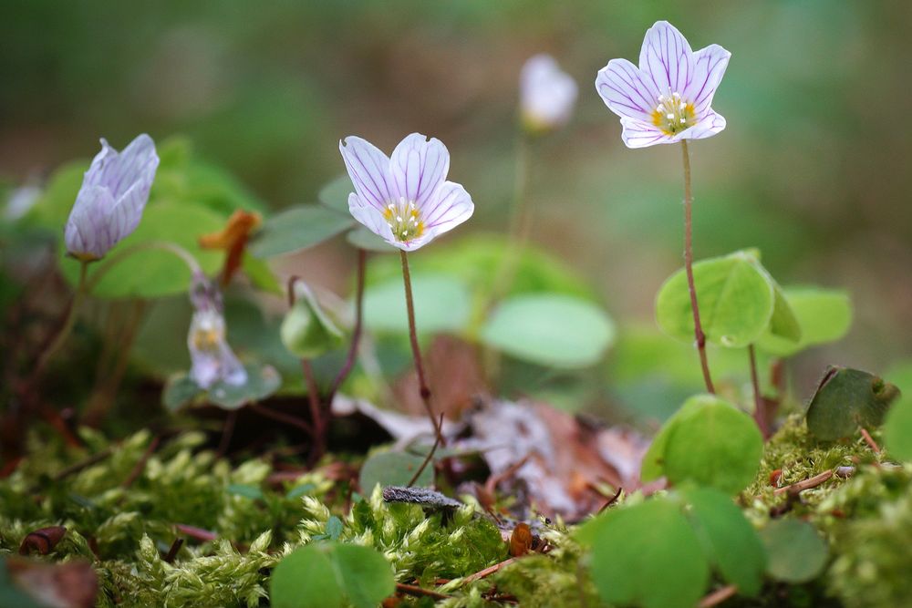 Oxalis acetosella