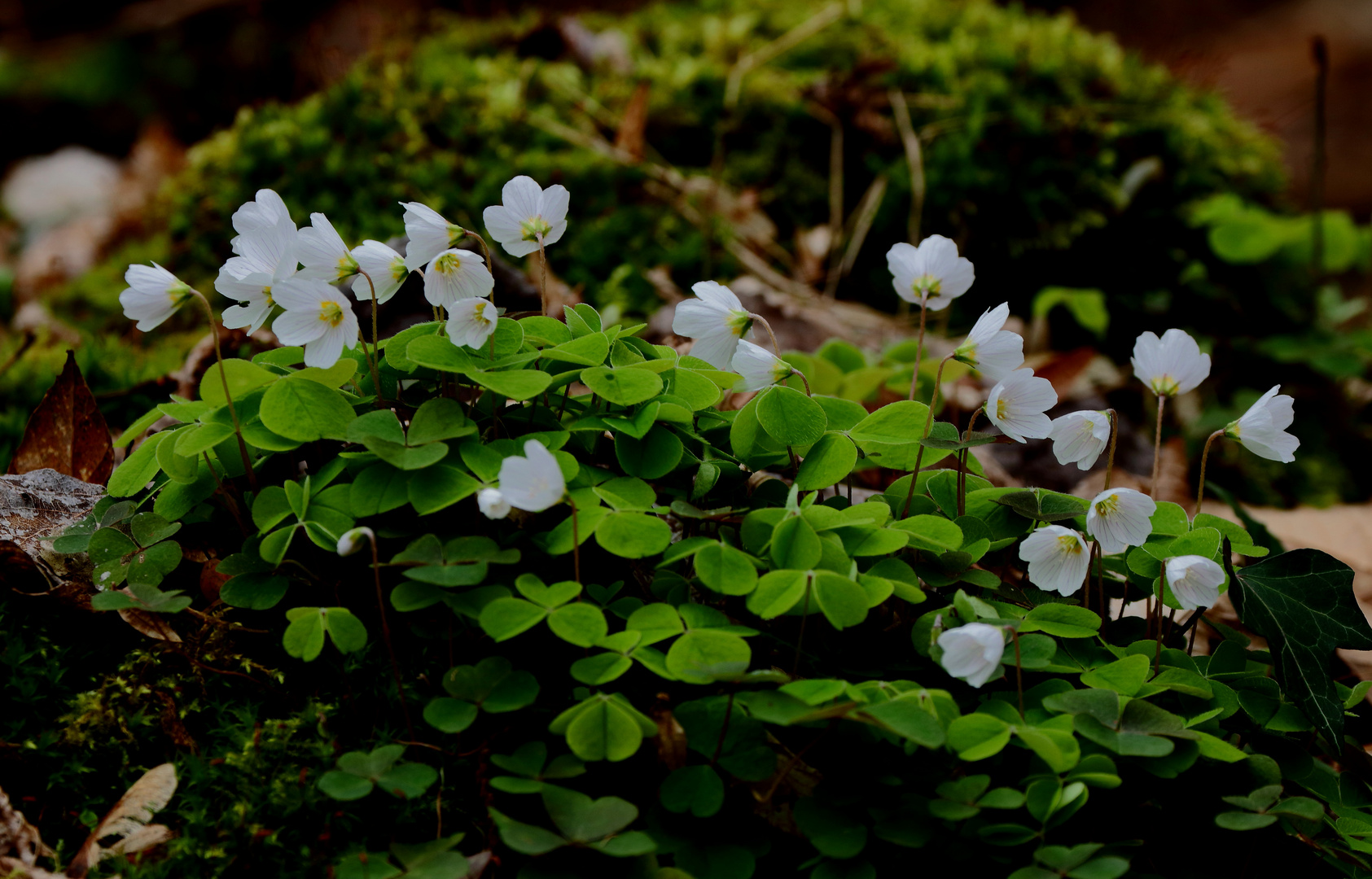 Oxalis acetosella