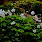 Oxalis acetosella