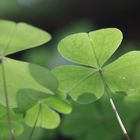 Oxalis acetosella