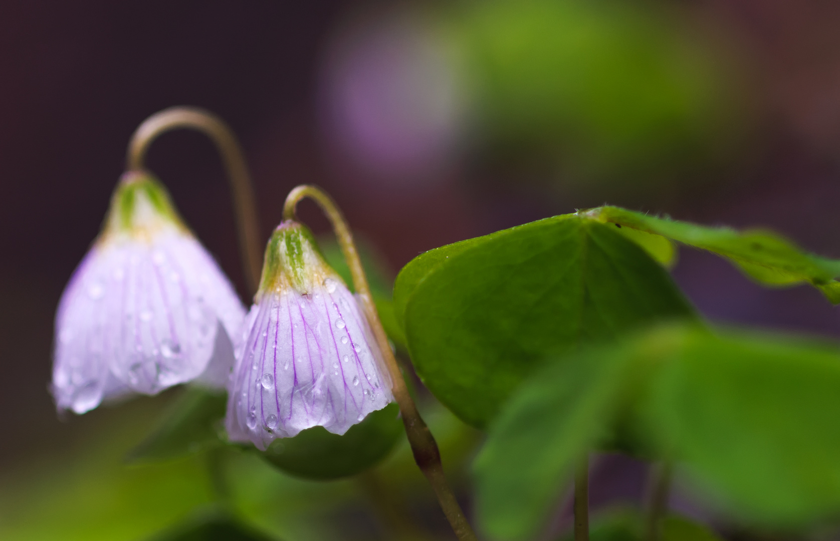 Oxalis acetosella - Waldsauerklee II