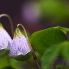 Oxalis acetosella - Waldsauerklee II