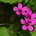 Oxalis articulée