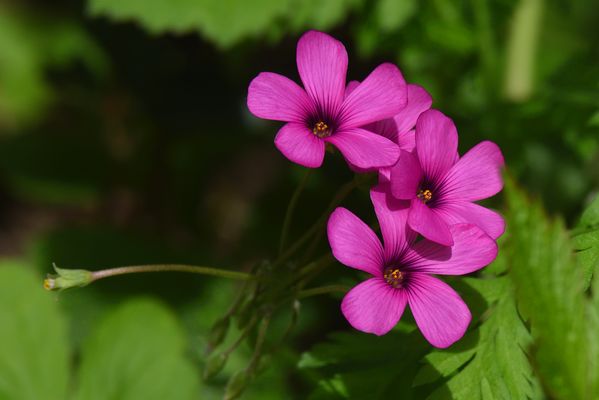 Oxalis articulée