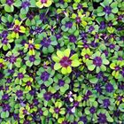 Oxalis