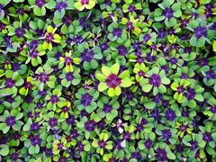 Oxalis