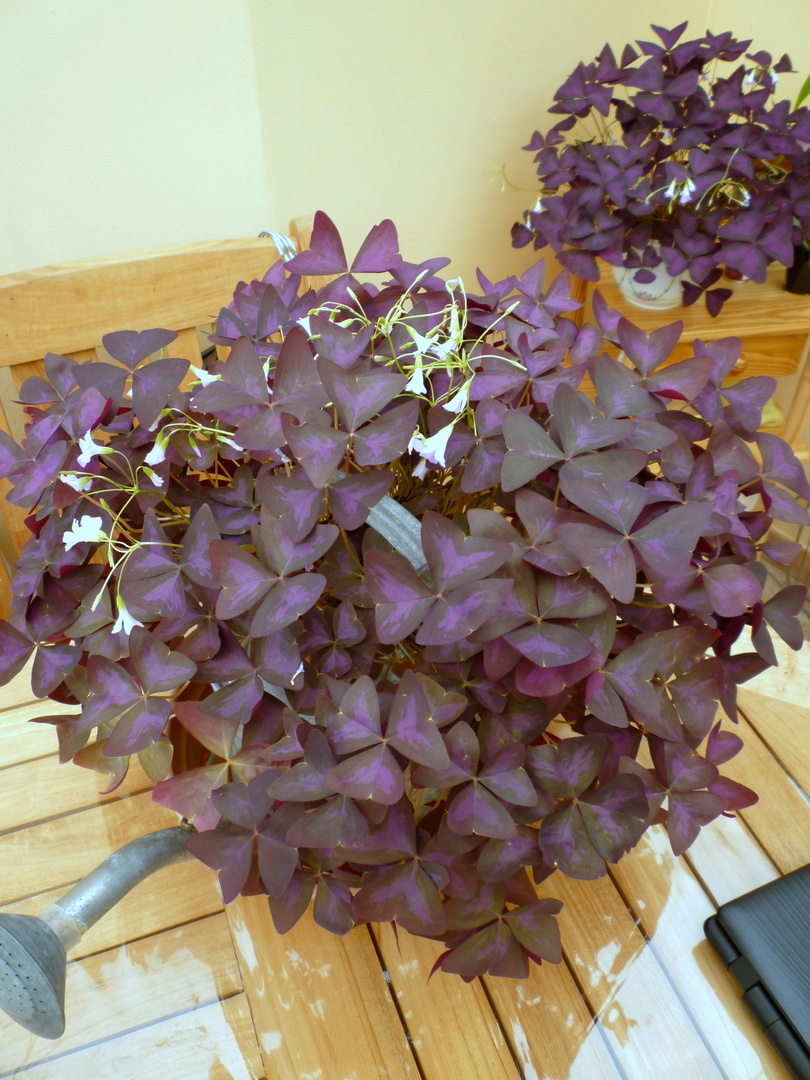 Oxalis