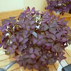 Oxalis