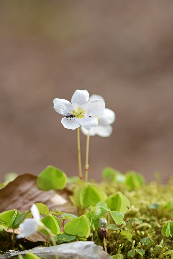 OXALIS