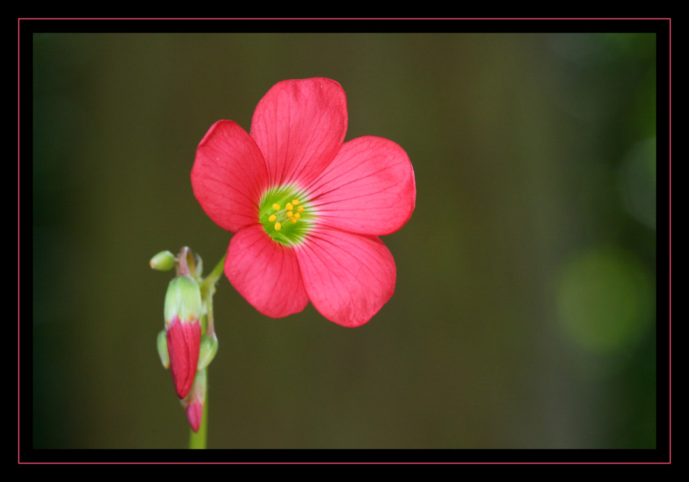 Oxalis