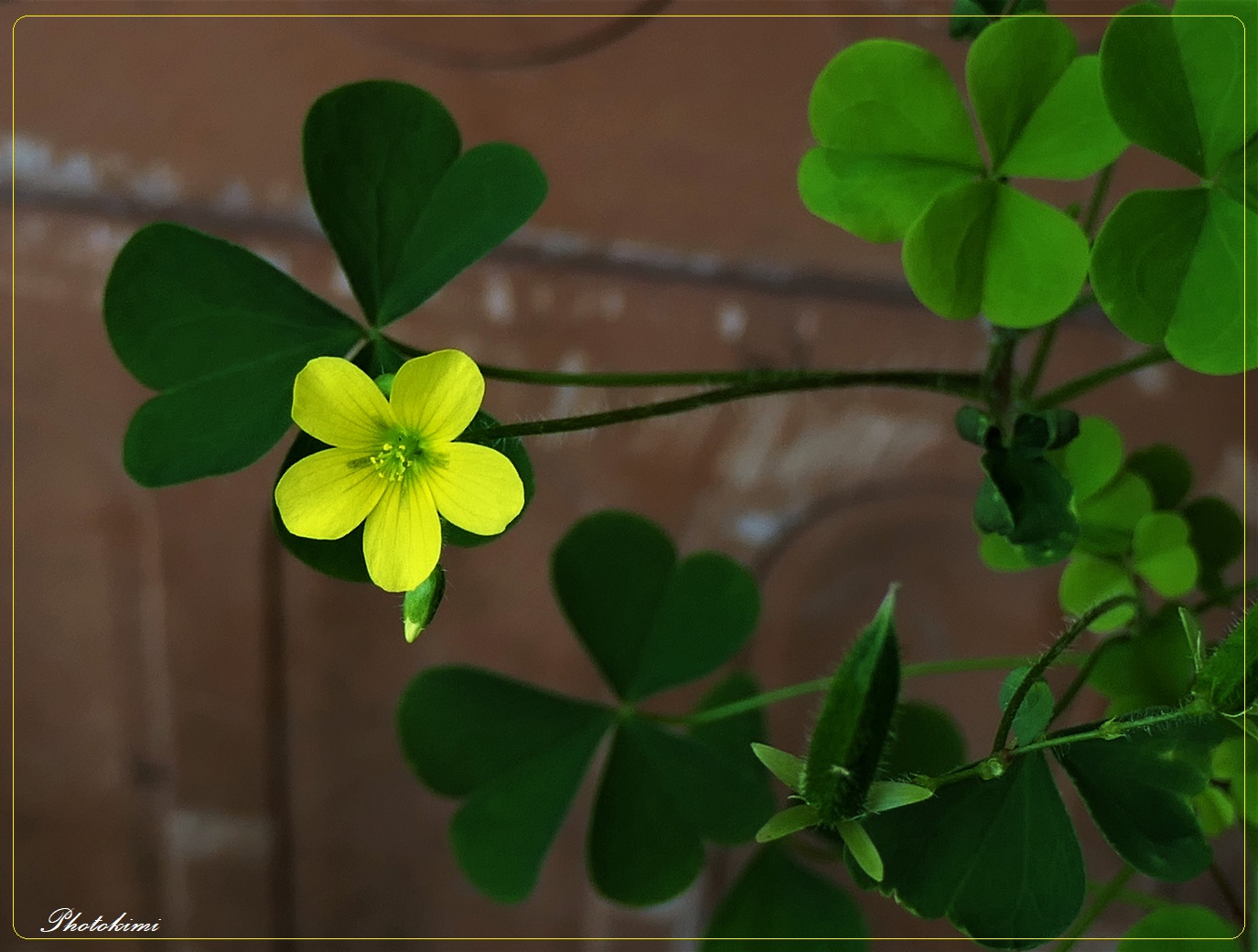 Oxalis