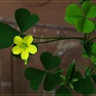 Oxalis