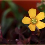 Oxalis corniculata...