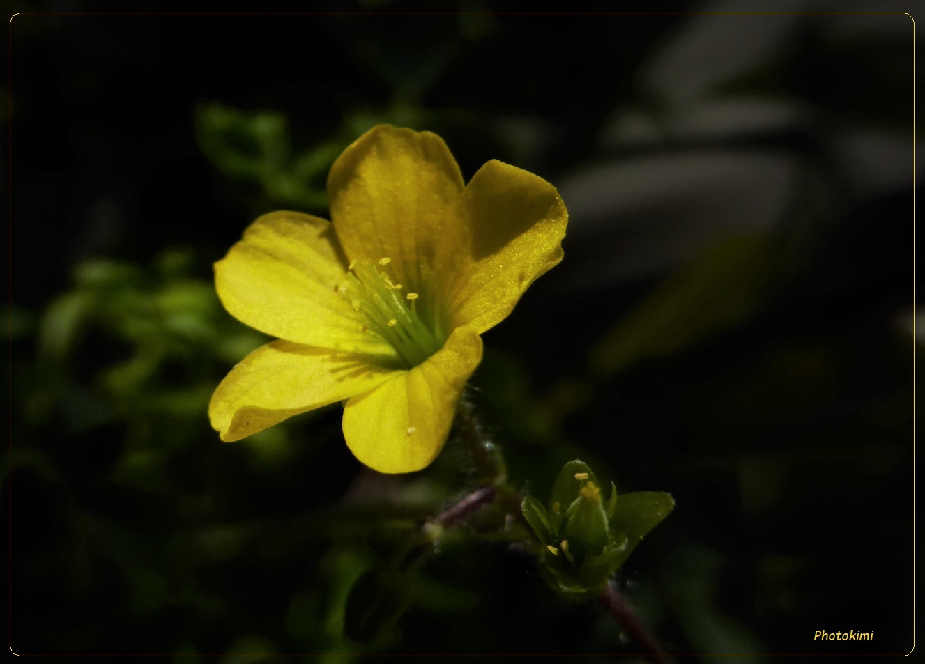 Oxalis corniculata (Sauerklee)