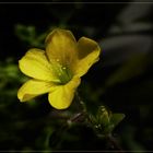 Oxalis corniculata (Sauerklee)