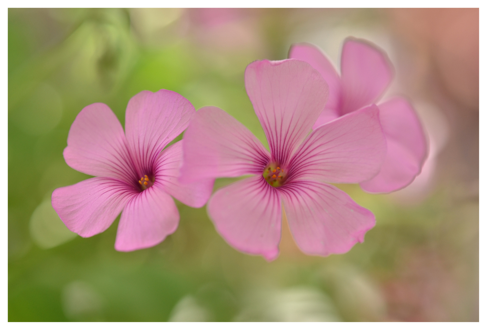 Oxalis