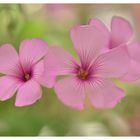 Oxalis