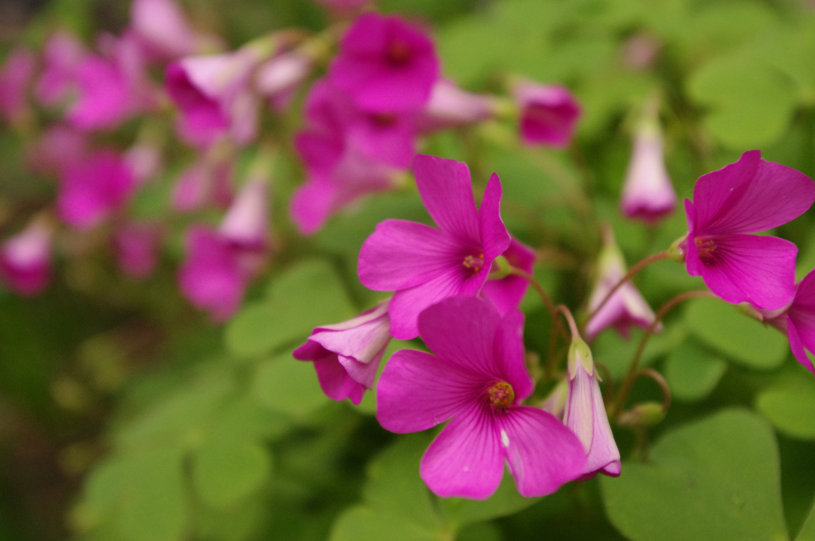 oxalis