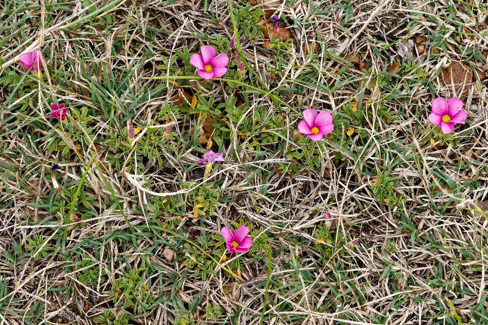 Oxalis glabra