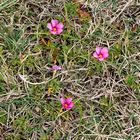 Oxalis glabra