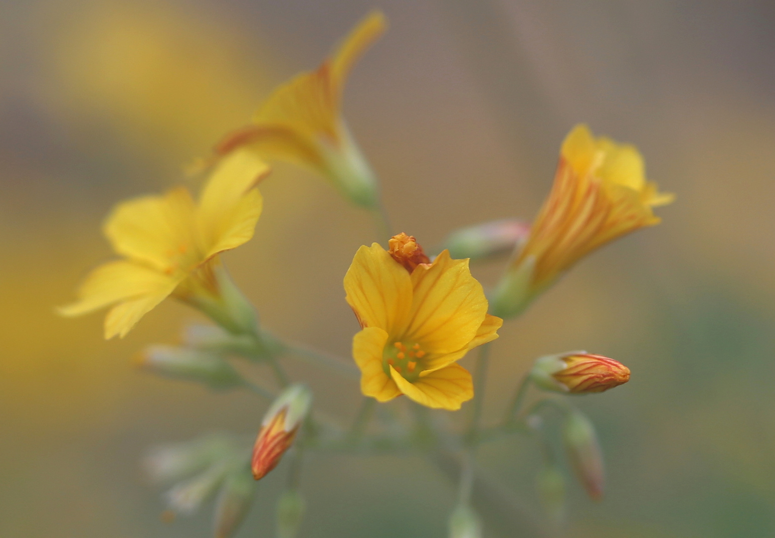 Oxalis herrerae