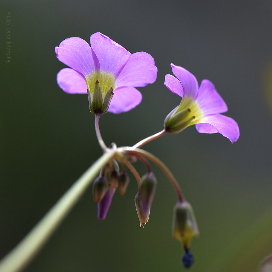 Oxalis latifolia