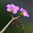 Oxalis latifolia