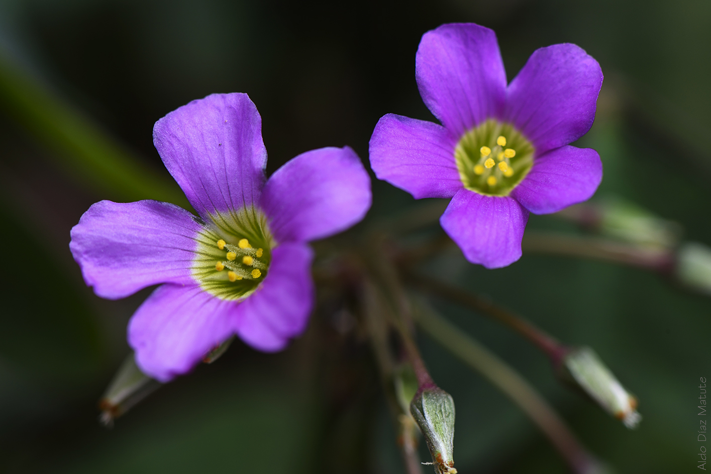 Oxalis latifolia